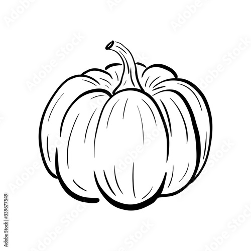 Hand drawn pumpkin sketch. Ripe squash isolated on white background. Linear art of healthy organic vegetable in cartoon style. Ink drawing. Vector illustration for menu, farmers markets, print.