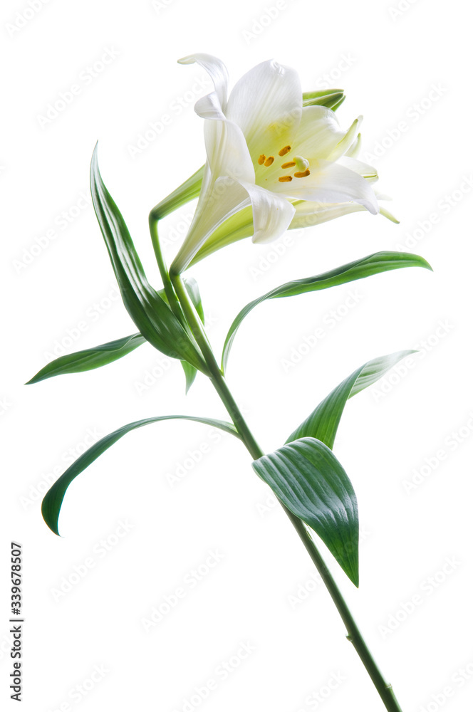 Beautiful lily flowers on white. Luxury white easter lily flower with long green stem isolated on white background. Studio shot Beautiful lily flowers on white. Luxury white easter lily flower with long green stem isolated on white background. Studio shot