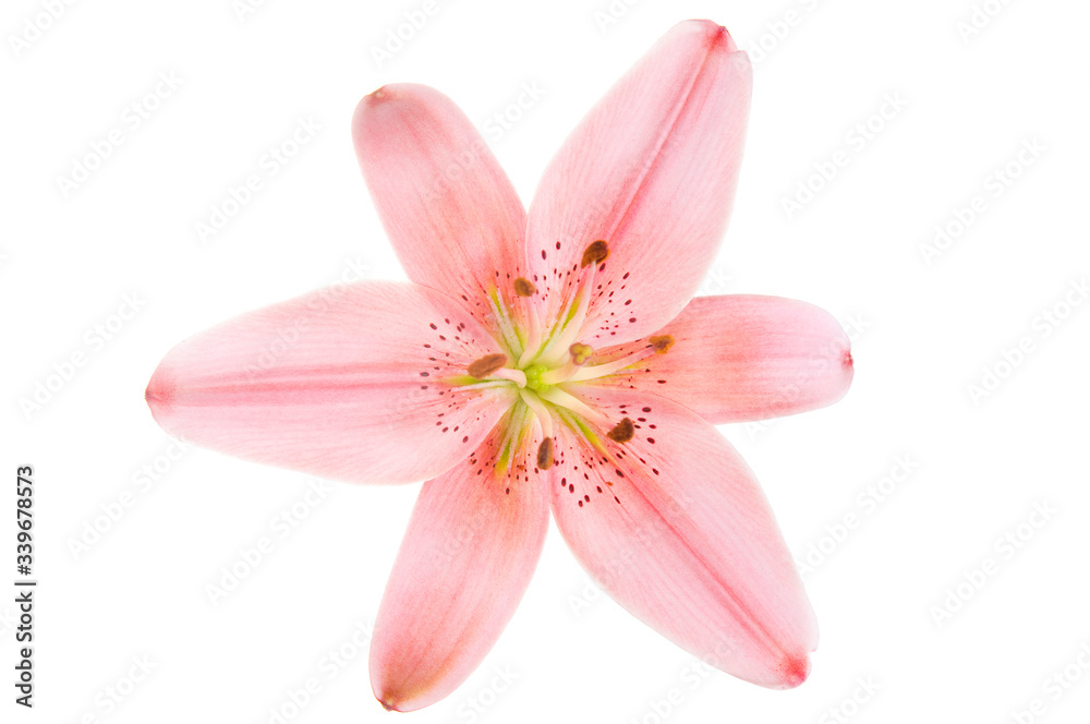 Beautiful Pink luxury lily flower head isolated on white background. Studio shot