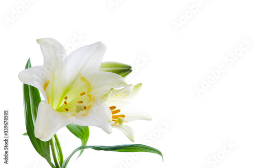 Beautiful lily flowers on white. Luxury white easter lily flower with long green stem isolated on white background. Studio shot