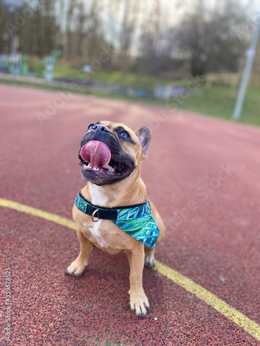 Fototapeta Naklejka Na Ścianę i Meble -  Tired french bulldog have open mouth and long tongue