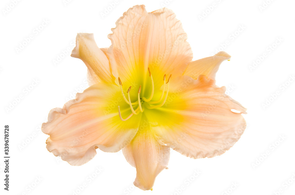 Beautiful Beige luxury lily flower head isolated on white background. Studio shot. Beautiful Beige luxury lily flower head isolated on white background. Studio shot.
