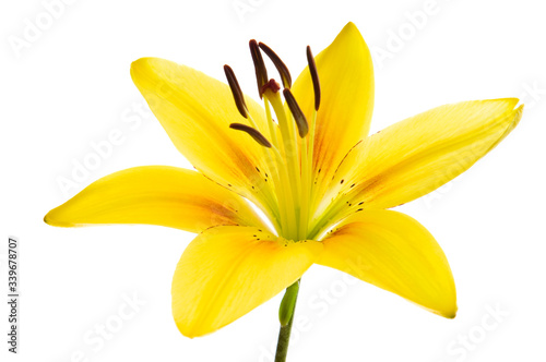 Beautiful lily flowers on white. Luxury yellow easter lily flower with long green stem isolated on white background. Studio shot.