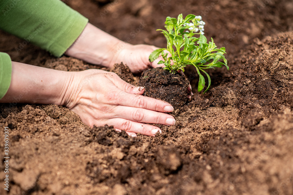 Shot of a woman holding a plant growing out of soil Shot of a woman holding a plant growing out of soil