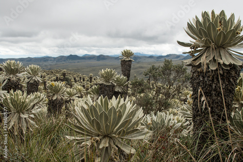 Mystical frailejones in high Ecuadorian páramo under cloudy sky