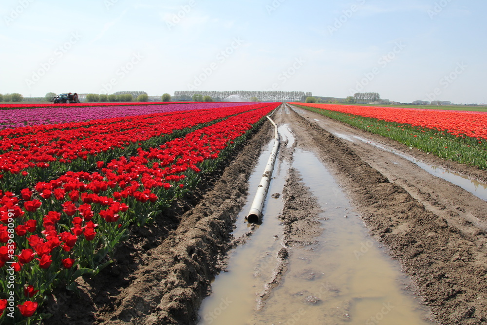 a pipeline in the water in a beautiful bulb field with a variety of tulips in zeeland, the netherlands in springtime a pipeline in the water in a beautiful bulb field with a variety of tulips in zeeland, the netherlands in springtime