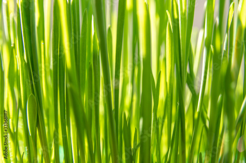 Close up on lush green grass in spring used as cat food or to show growth in economy. Bright sun light. Open for editing with copy space