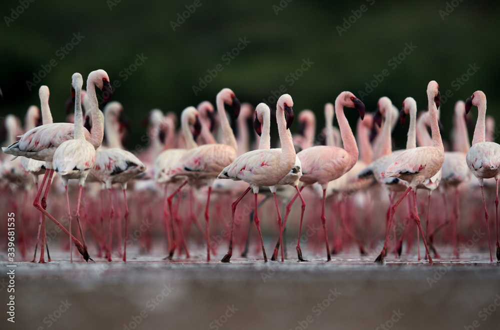 Fototapeta premium Beautiful Lesser Flamingos, an eye level shot, Bogoria lake