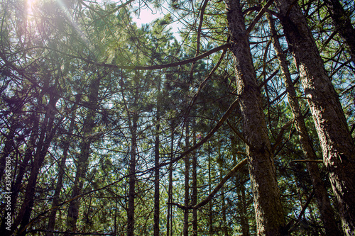 High pines in the forest in sunny weather