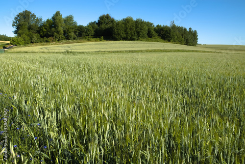 Fototapeta Naklejka Na Ścianę i Meble -  Young wheat on the field
