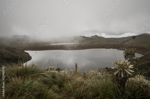 Pristine lake in Ecuadorian páramo with many frailejones and vegetation growing around during a cloudy foggy day
