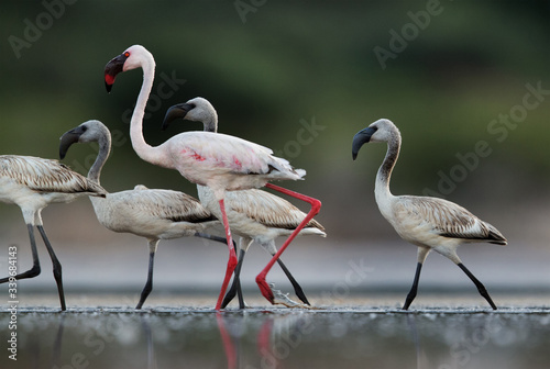 An adult and Juvenile Lesser Flamingos