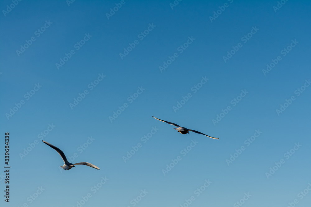 two seagulls in flight against a clear blue sky, wildlife background two seagulls in flight against a clear blue sky, wildlife background
