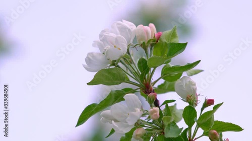 Cherry and apple tree blossom close up. Selective focus and copy space. Spring sakura blossoms. Pink cherry blossom twig close up over blue bokeh background. Spring trees blossom. Wedding theme.