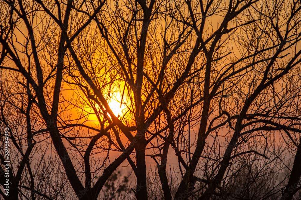 Silhouettes of tree branches on a sunset background Silhouettes of tree branches on a sunset background
