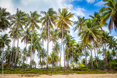 Coconut palm trees at the beach background