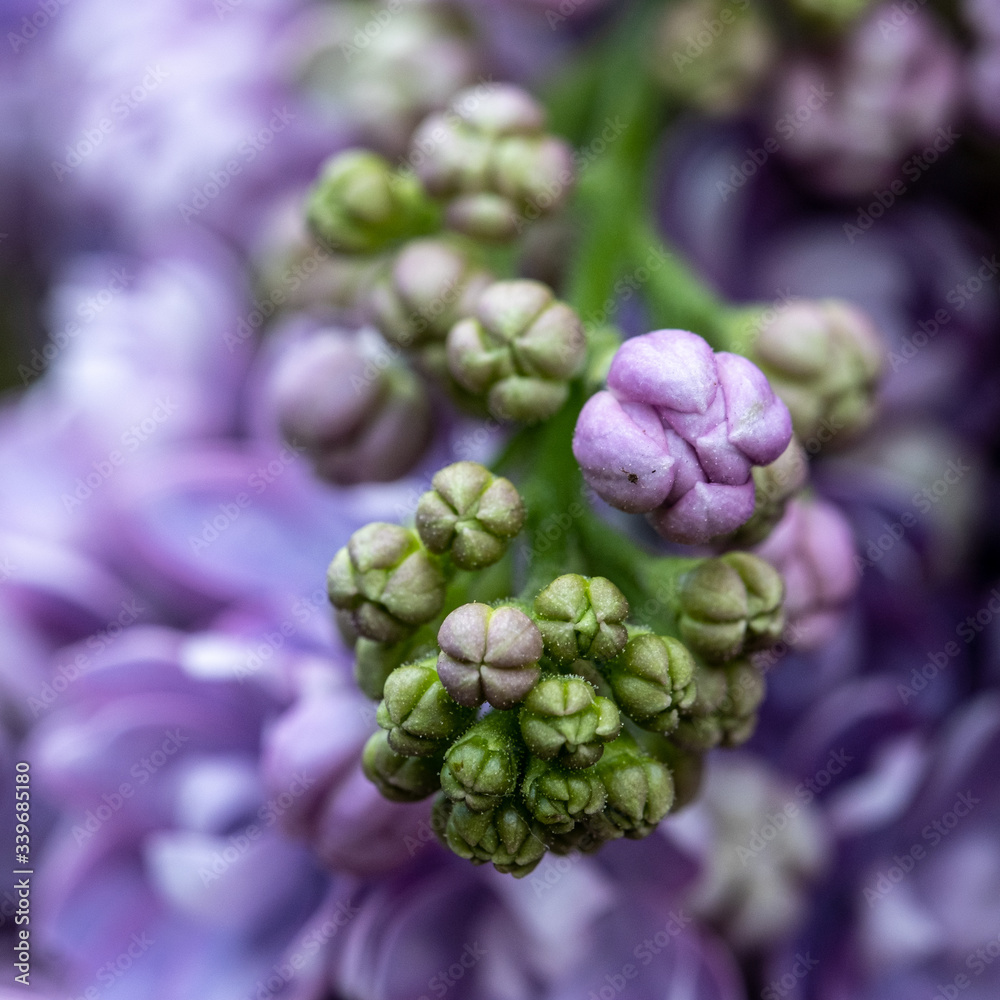 Fototapeta premium background of colored lilac close-up