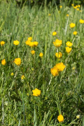 Nature and springtime - beautiful meadow with buttercup flowers and grass