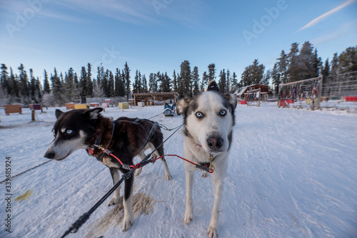 Dog sledding, mushing in Yukon Territory, northern Canada in the middle of winter. Malamute, husky, Alaskan. 