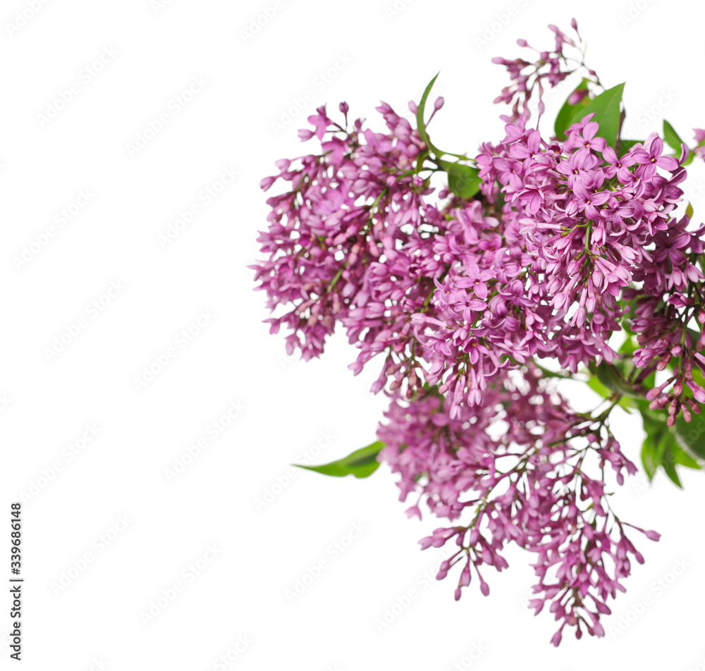 Purple lilac flowers shrub on twig with leaves, Syringa Vulgaris isolated on white background, clipping path Purple lilac flowers shrub on twig with leaves, Syringa Vulgaris isolated on white background, clipping path