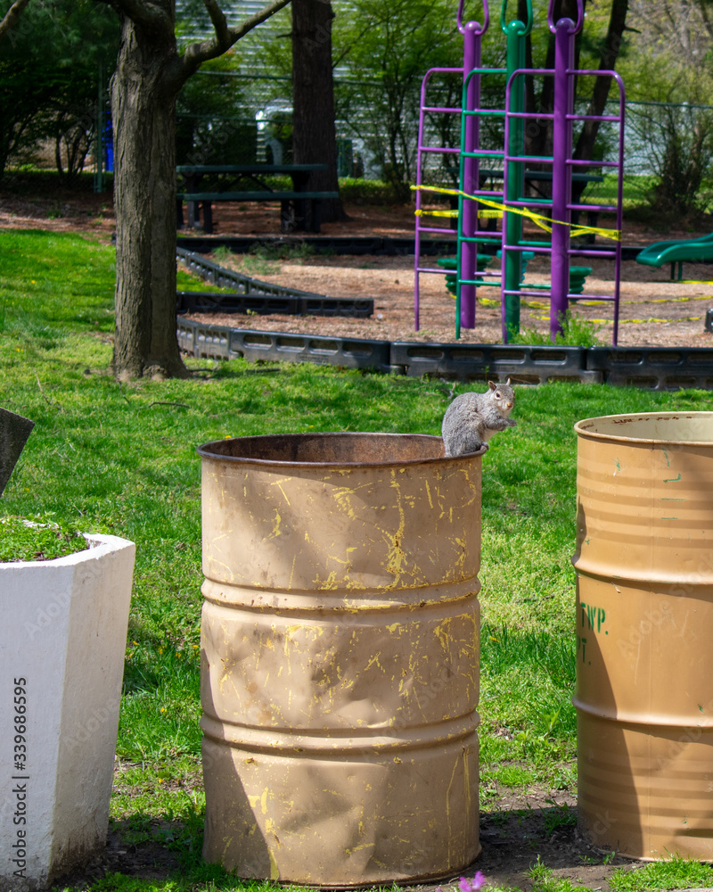 A Squirrel Standing on the Edge of a Trash Can A Squirrel Standing on the Edge of a Trash Can