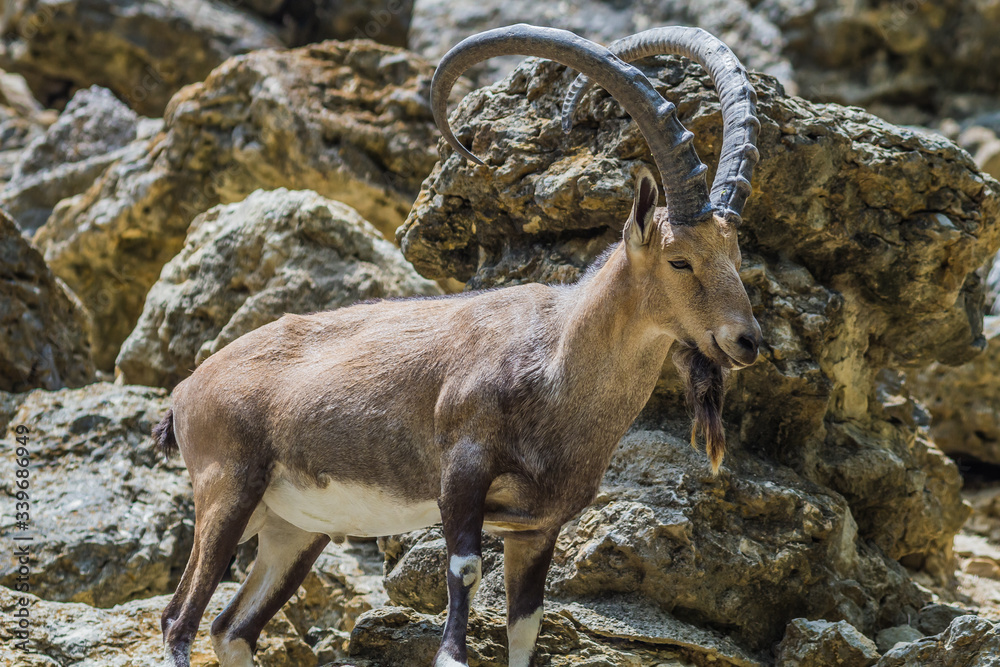 Nubian ibex