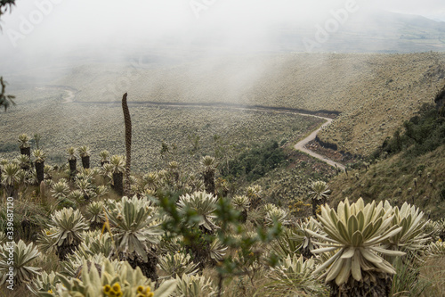 Winding Road heading down from Ecuadorian páramo surrounded by frailejones on a foggy day