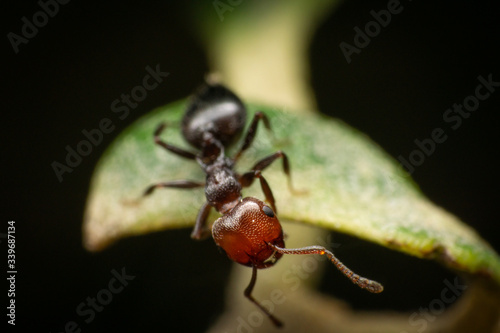 Red Black ant poking its head out