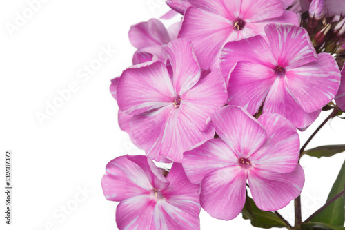 Fragment of an inflorescence of pink phlox isolated on a white background, close-up. © ksi