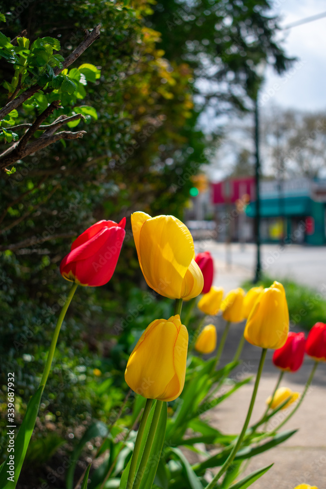 Fototapeta premium A Patch of Red and Yellow Tulips on a City Street