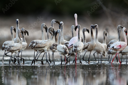 Tableau sur toile Lesser Flamingos juvenile and adults at Lake Bogoria