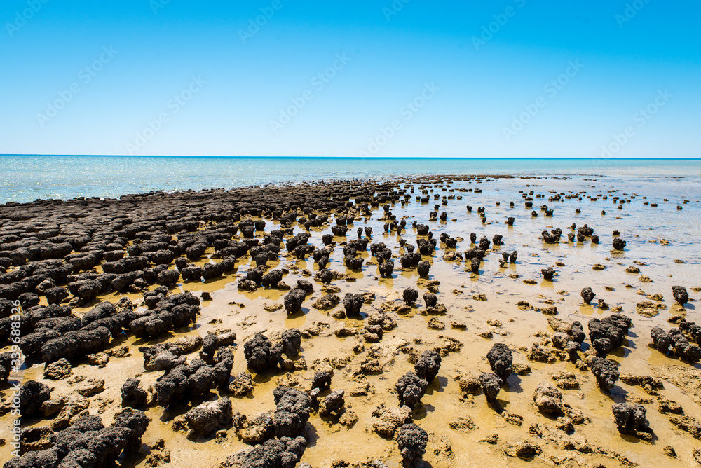 Stromatolites of Hamelin Pool in Shark Bay - the oldest living fossils on Earth. World Heritage Site in Western Australia