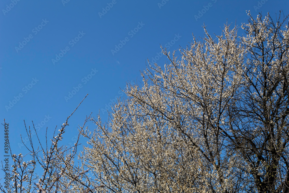 Against the blue sky, a cherry plum tree blossoms and a branch of a blossoming apricot is visible.. Against the blue sky, a cherry plum tree blossoms and a branch of a blossoming apricot is visible..