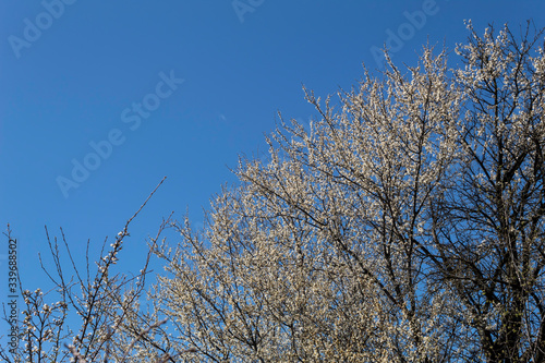 Against the blue sky, a cherry plum tree blossoms and a branch of a blossoming apricot is visible..