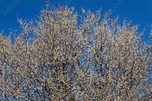 Against the blue sky  the cherry plum tree blooms profusely..