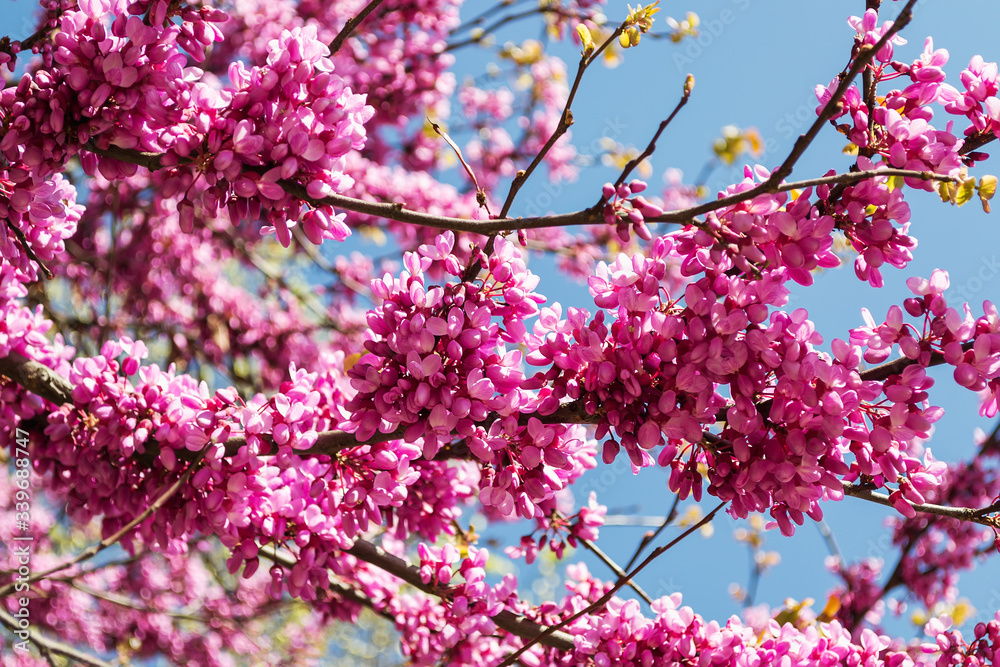 Flowering branches of Cercis also known as the Judas Tree against blue sky on a sunny spring day. Purple flowers of an eastern redbud tree. Flowering branches of Cercis also known as the Judas Tree against blue sky on a sunny spring day. Purple flowers of an eastern redbud tree.