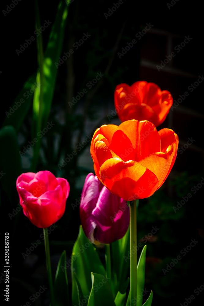 red tulip on a black background red tulip on a black background