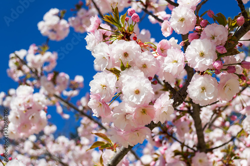 Delicate flowering of pink sakura. Lush cherry blooming against bright blue sky on a sunny april day. Blosoming trees in parks  gardens and orchards.