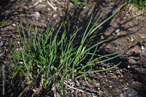 Schnittlauch, Graslauch, Binsenlauch, Brislauch, Grusenich, Jakobszwiebel, Schnittling, Lauch, Frühling, Sommer, Garten, Gemüsegarten, Allium schoenoprasum, Amaryllidaceae, Spargelartige, Erde, Beet,  photo