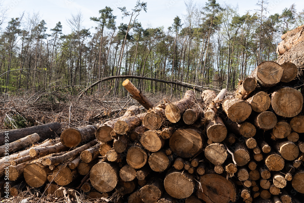 Sturmschäden und Trockenschäden im Wald