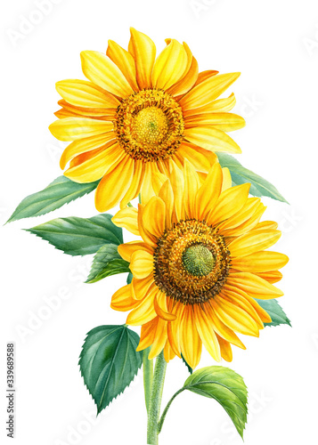 Bouquet of sunflowers on an isolated background, botanical illustration, flora design, watercolor flowers