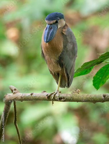 WIde bill of Boat-billed Heron beak covers top of pale chest as it balances on one foot photo