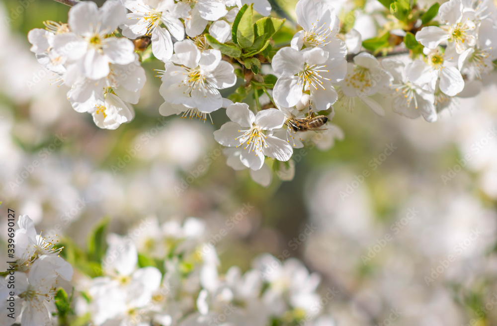 beautiful cherry tree flowers in spring. Nature background
beautiful cherry tree flowers in spring. Nature background