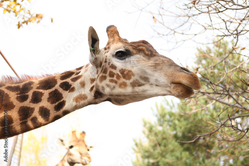Close-up of the giraffe's head and neck.