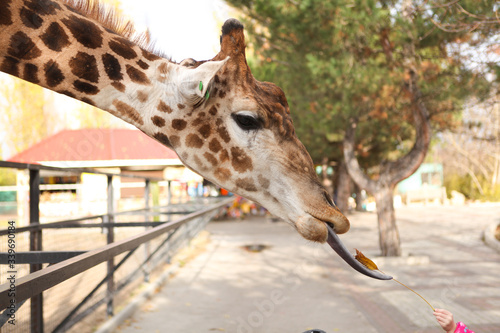 Photography The giraffe stretches out its tongue and eats the leaf that the little girl's hand holds out to it