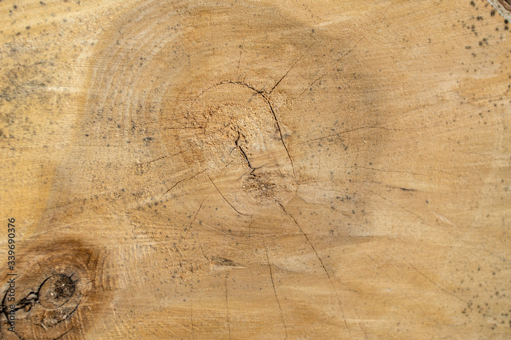 Naklejka premium uneven cut of a wide tree trunk