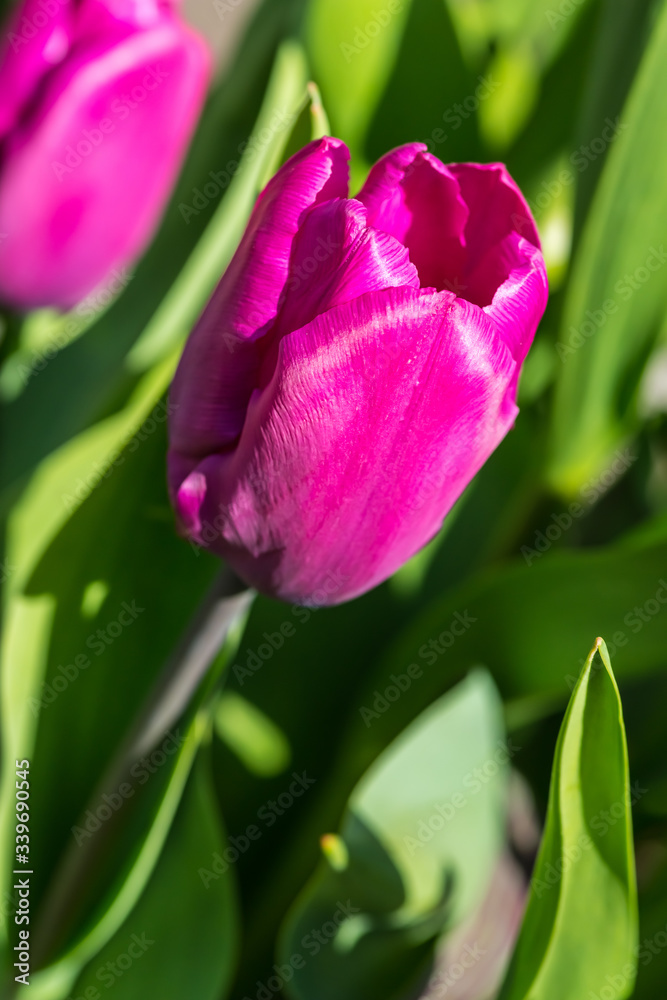pink tulip in the garden pink tulip in the garden