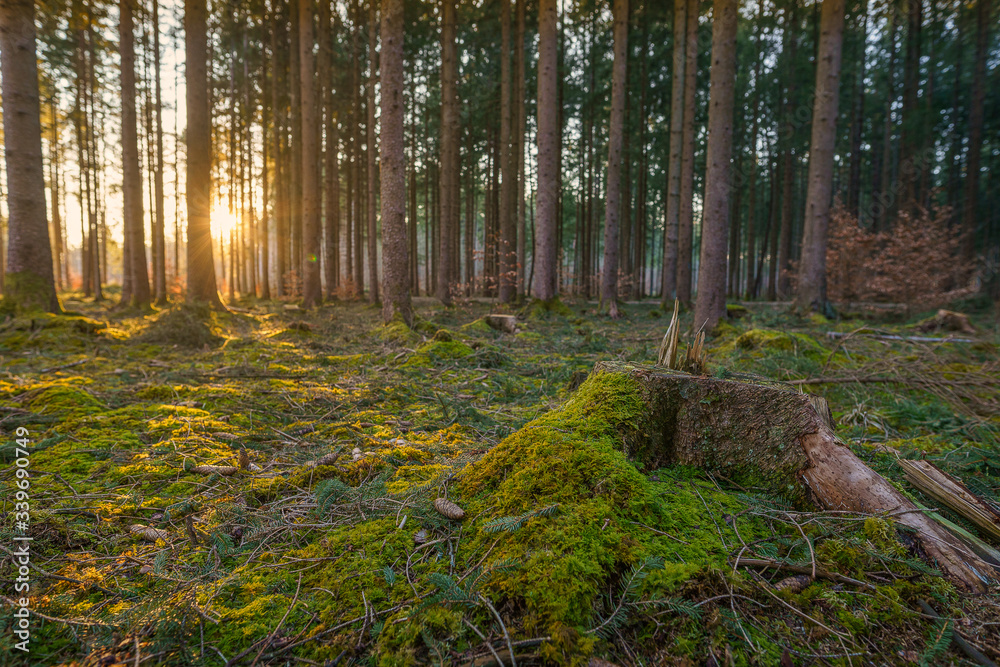 Obraz premium Last sunlight of the day creates a charming mood in a green forest and a mystical feeling, pure nature sunset photo.
