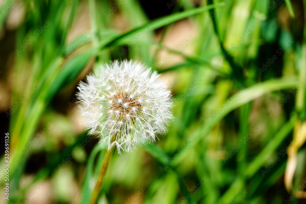 Dandelion flower head full of tiny seeds on the green background Dandelion flower head full of tiny seeds on the green background