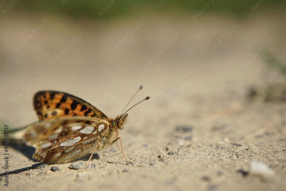 Obraz premium Nahansicht eines kleinen Perlmuttfalters